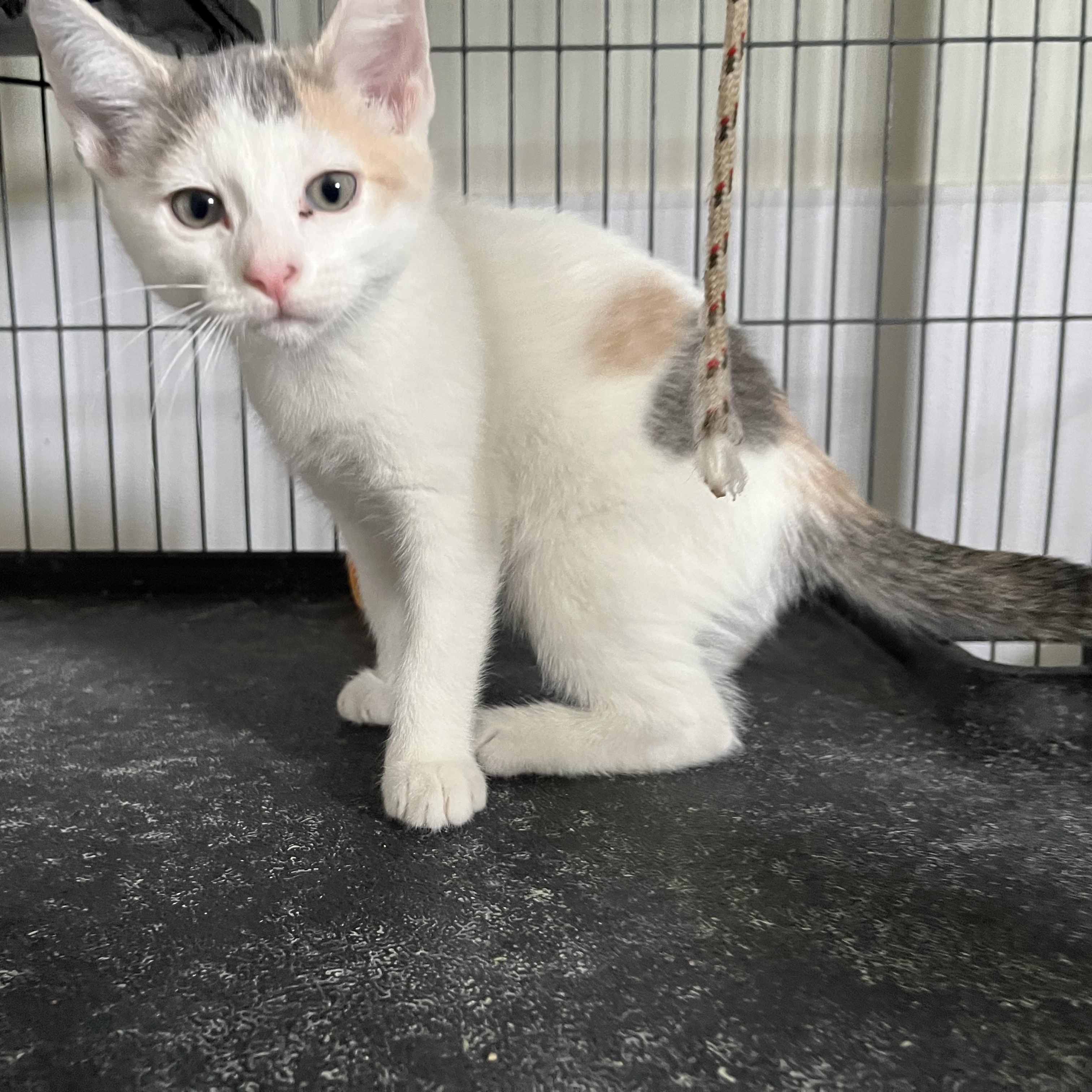 Daffney, a ADOPTABLE Domestic Short Hair in Denison, IA image 2/2
