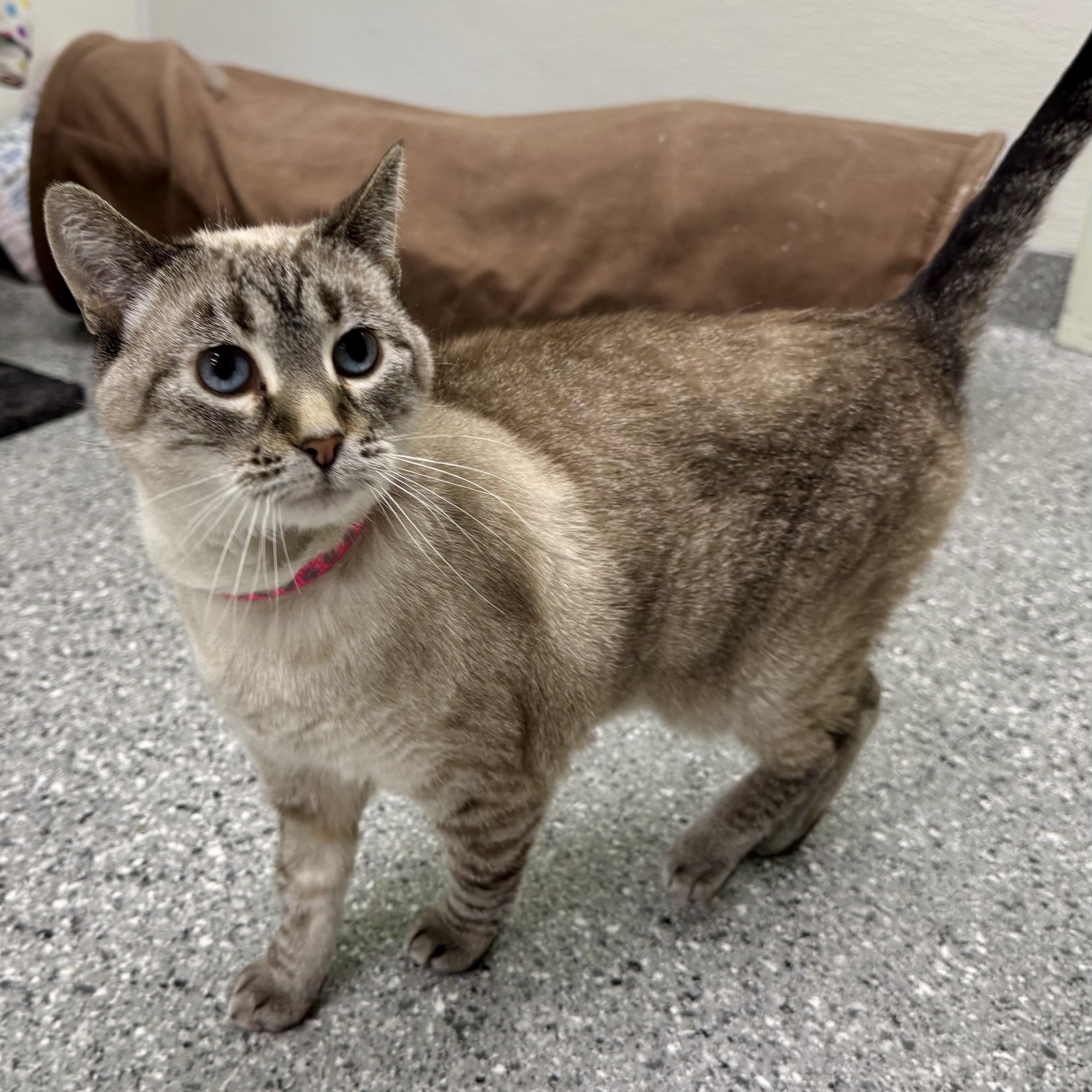 Delilah, Adoptable, Adult Female Siamese.