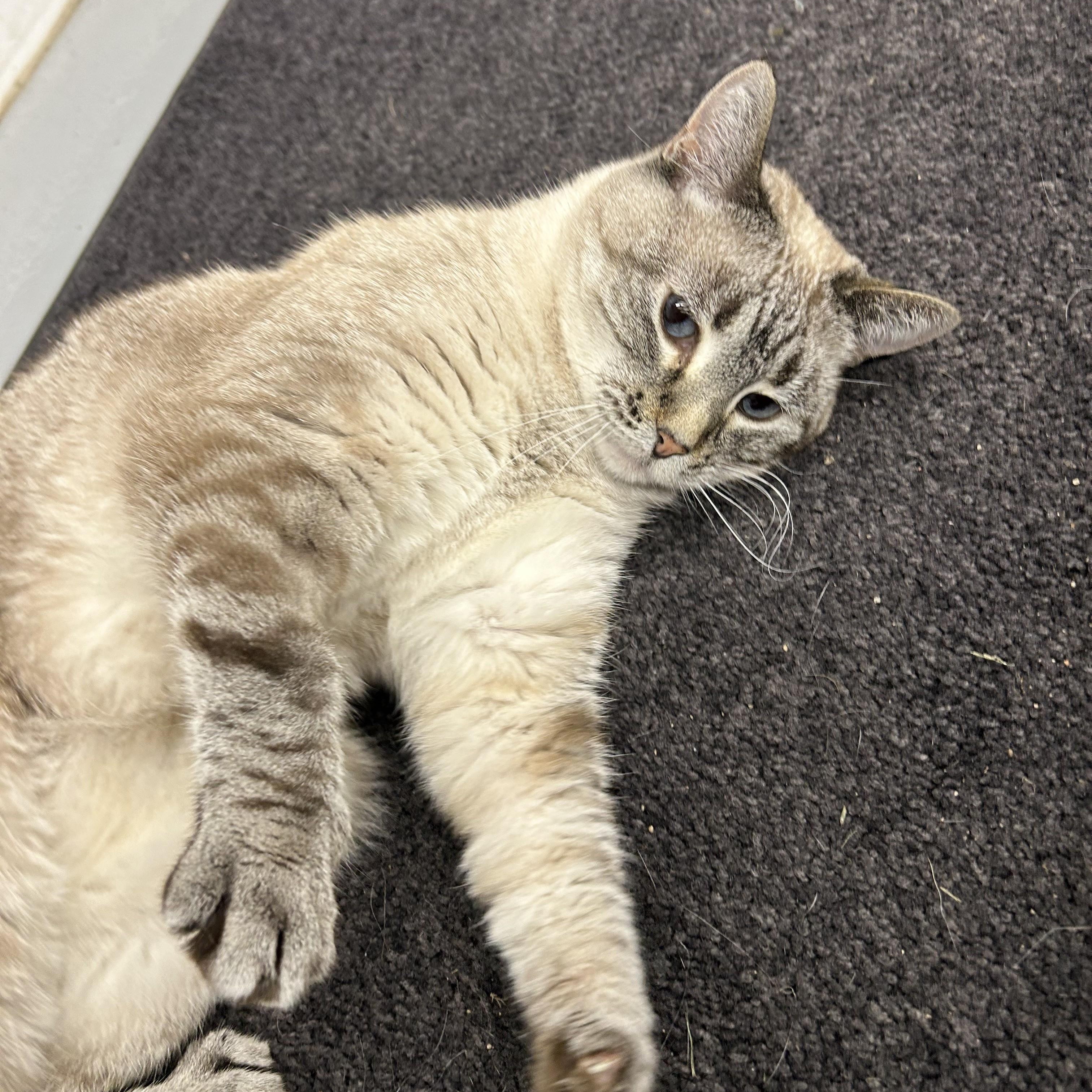 Enlarge Delilah, a Adoptable Siamese in Morris, MN image 3/3