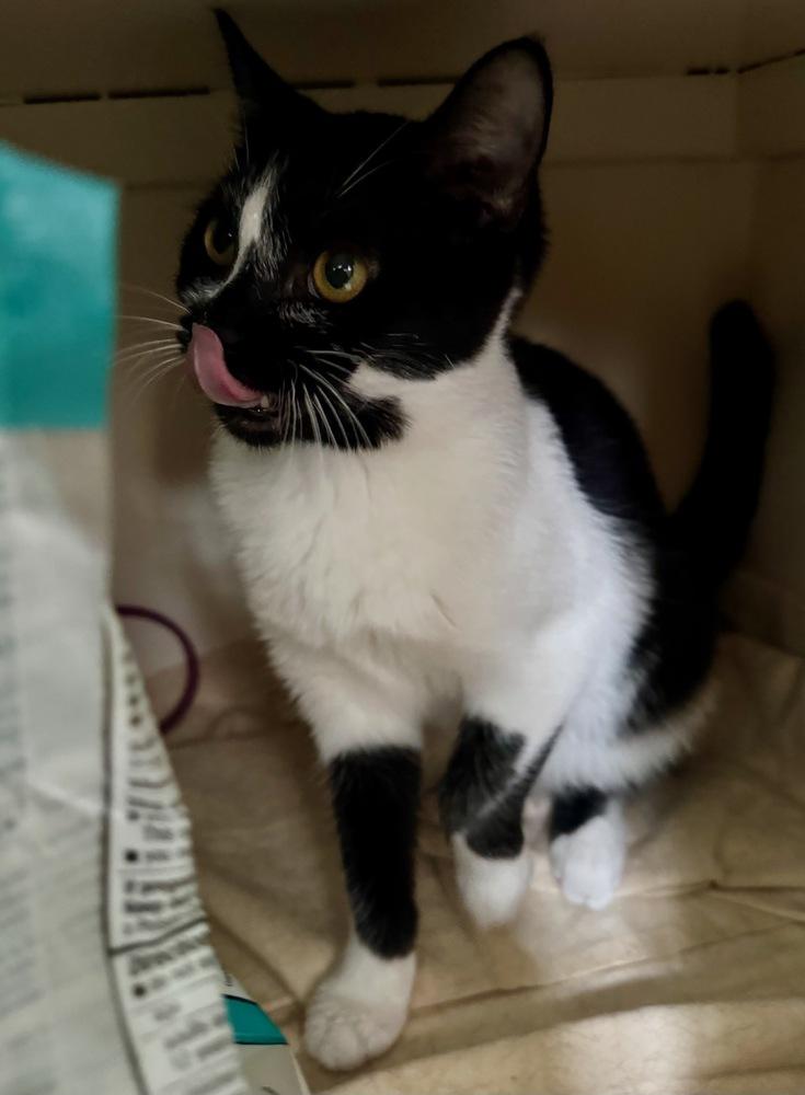 Enlarge Boo, a Adoptable Domestic Short Hair in Kinston, NC image 1/3