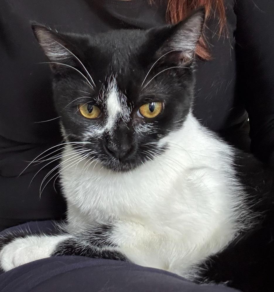 Enlarge Boo, a Adoptable Domestic Short Hair in Kinston, NC image 2/3