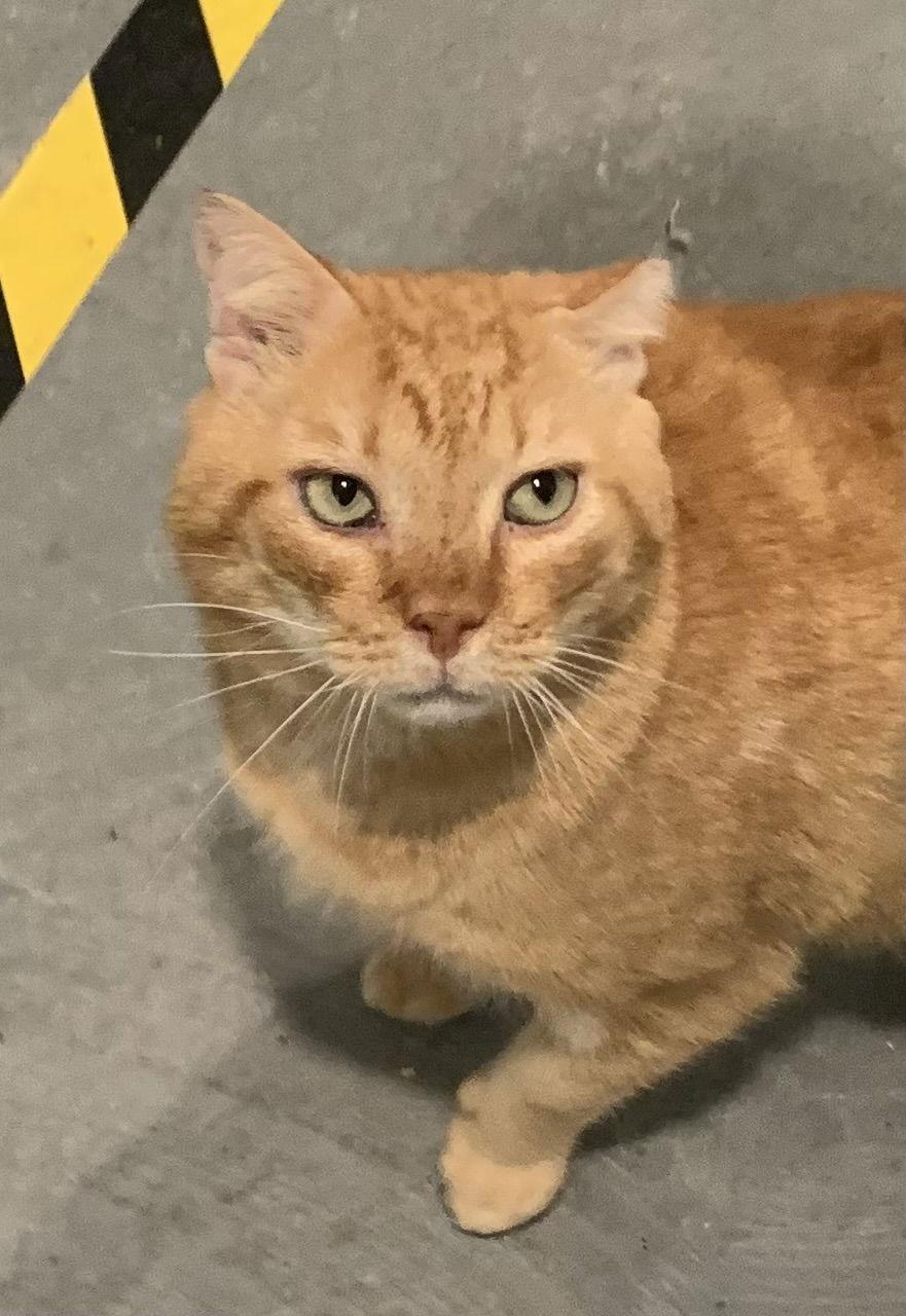 Enlarge Leo, a Adoptable mixed breed in Mc Cormick, SC image 3/3