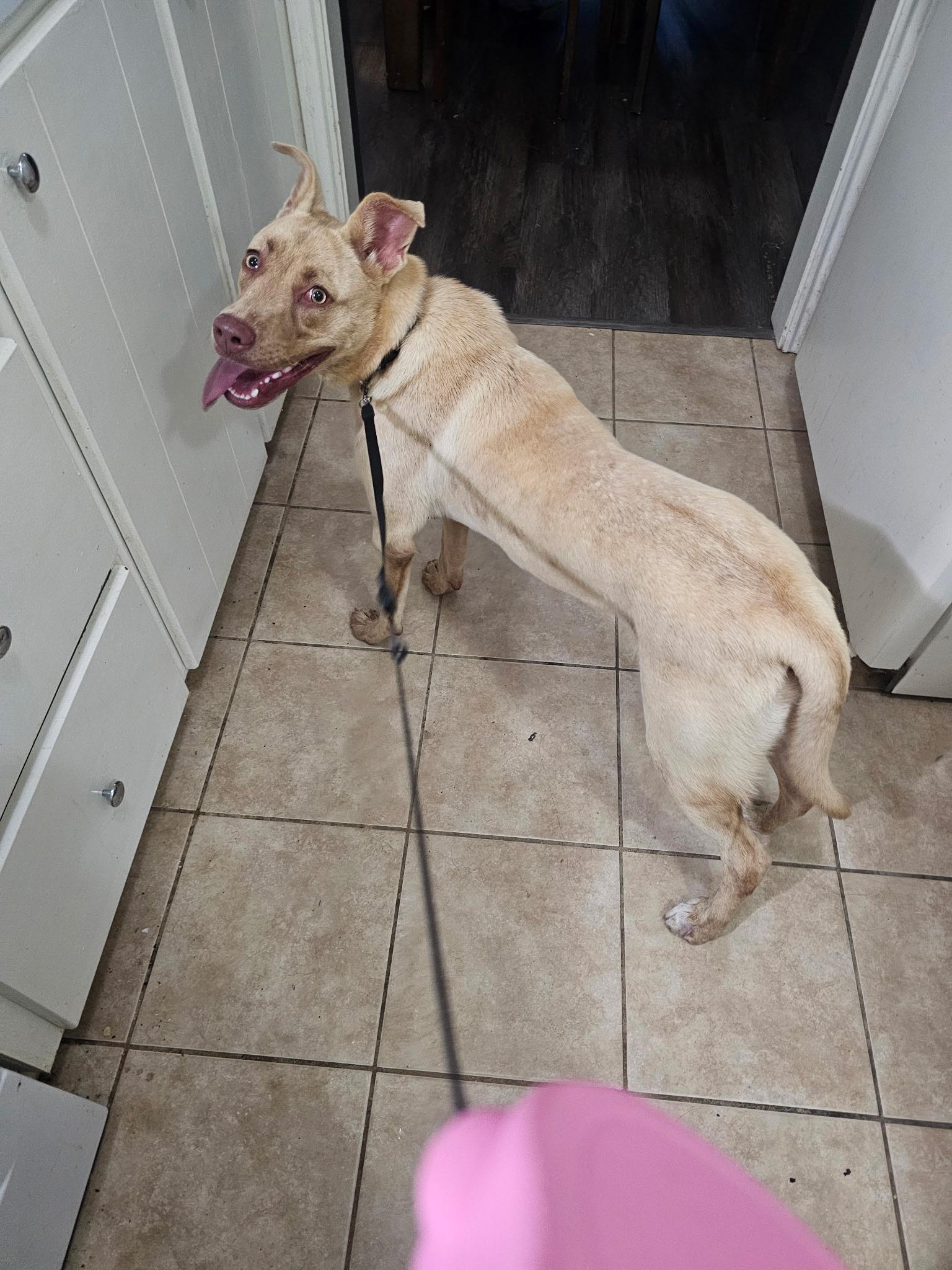 Enlarge Luca  URGENT!!, a Adoptable mixed breed in Sunset, LA image 2/6