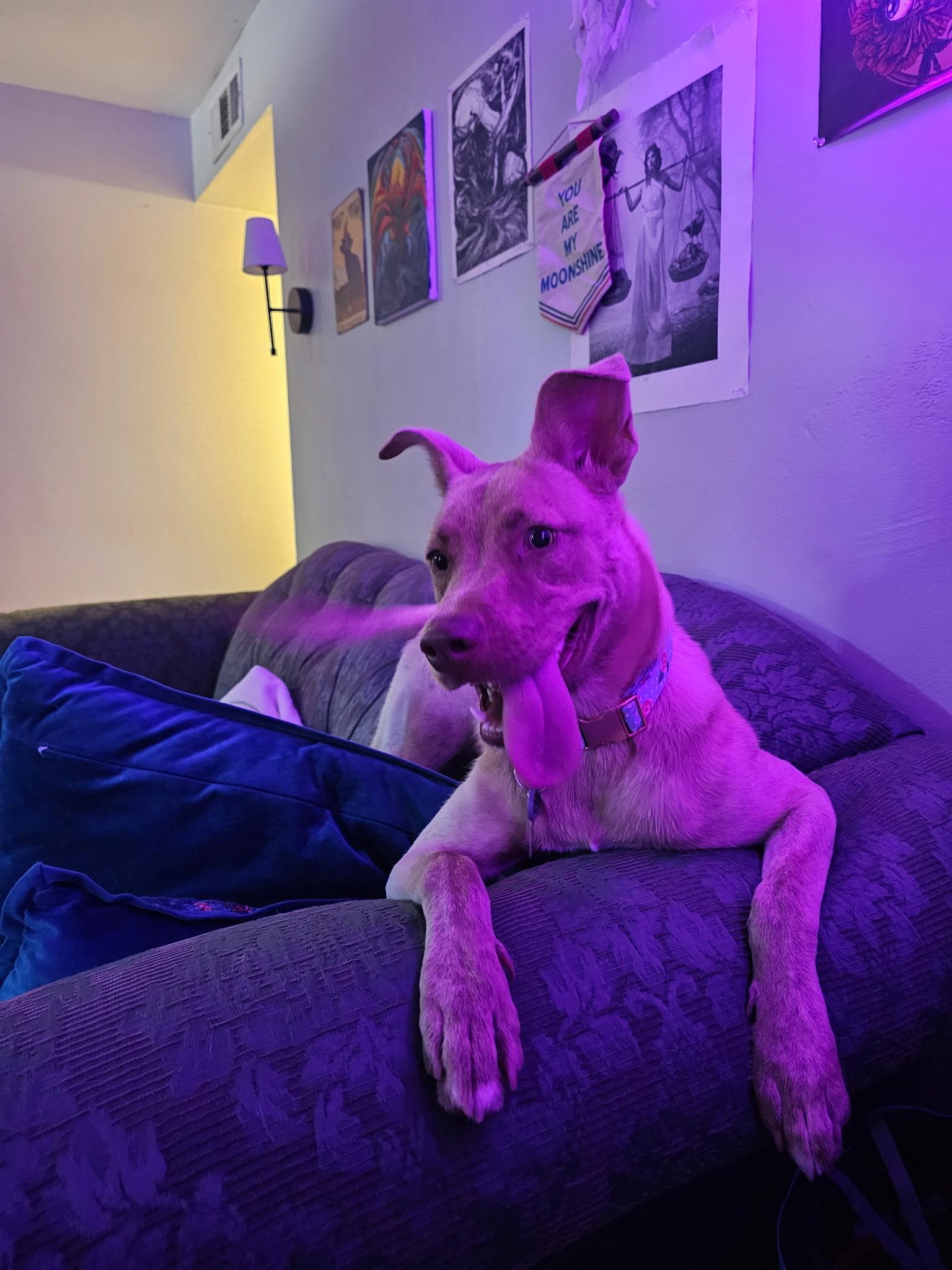 Enlarge Luca  URGENT!!, a Adoptable mixed breed in Sunset, LA image 3/6