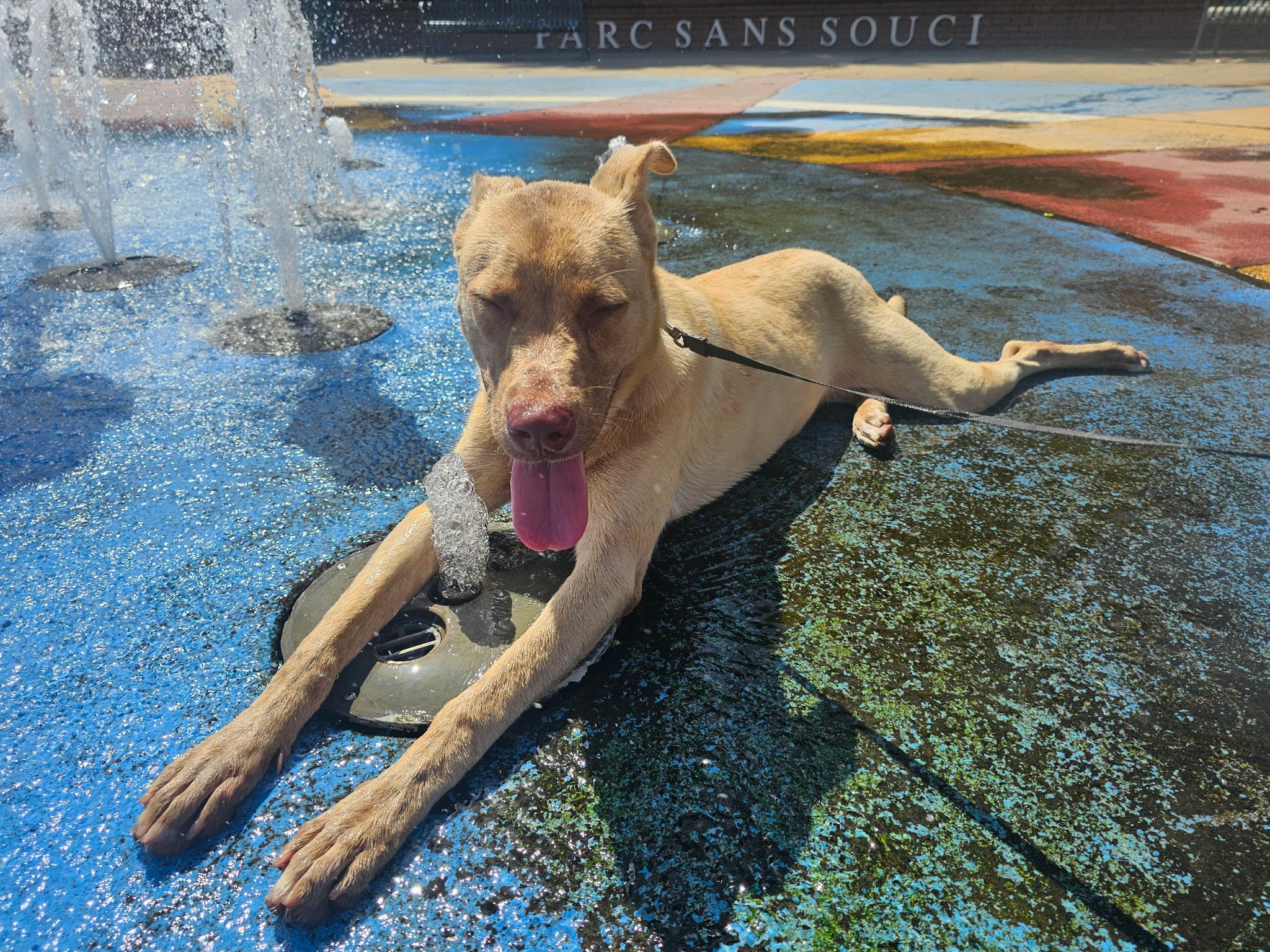 Enlarge Luca  URGENT!!, a Adoptable mixed breed in Sunset, LA image 4/6