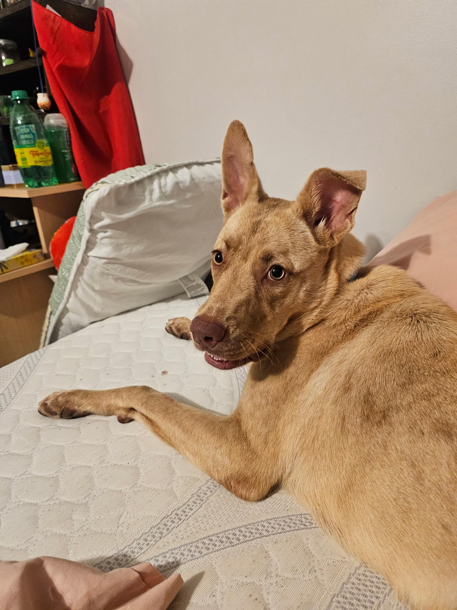 Luca  Urgent!! thumbnail 5