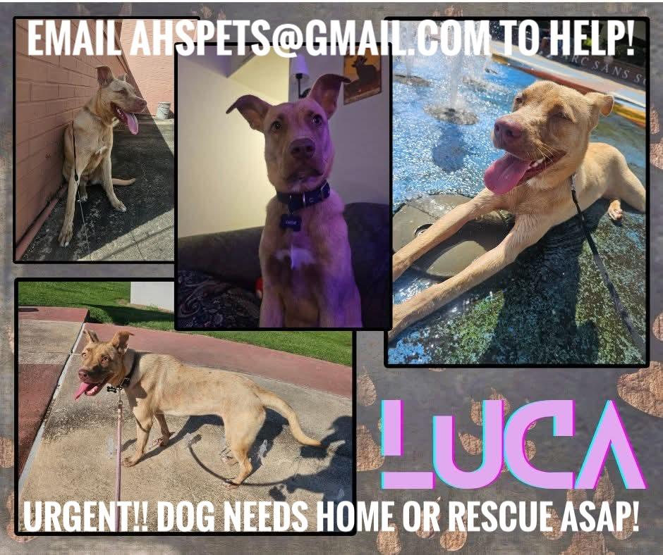 Enlarge Luca  URGENT!!, a Adoptable mixed breed in Sunset, LA image 1/6