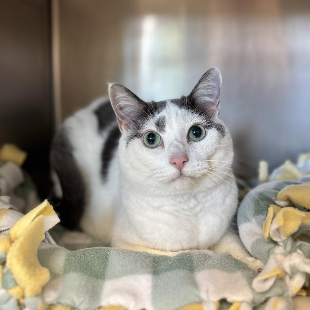 Enlarge Fawn--In Foster, a Adoptable Domestic Short Hair in Fargo, ND image 1/6