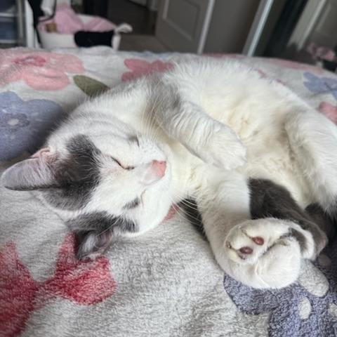 Enlarge Fawn--In Foster, a Adoptable Domestic Short Hair in Fargo, ND image 2/6