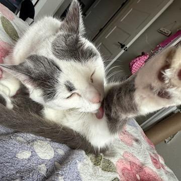 Enlarge Fawn--In Foster, a Adoptable Domestic Short Hair in Fargo, ND image 3/6