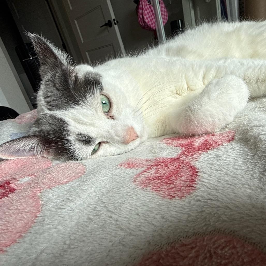 Enlarge Fawn--In Foster, a Adoptable Domestic Short Hair in Fargo, ND image 4/6