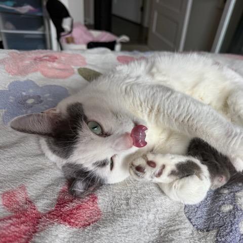 Enlarge Fawn--In Foster, a Adoptable Domestic Short Hair in Fargo, ND image 5/6