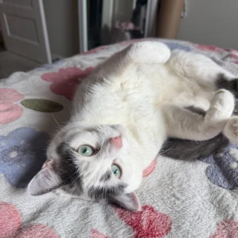 Enlarge Fawn--In Foster, a Adoptable Domestic Short Hair in Fargo, ND image 6/6