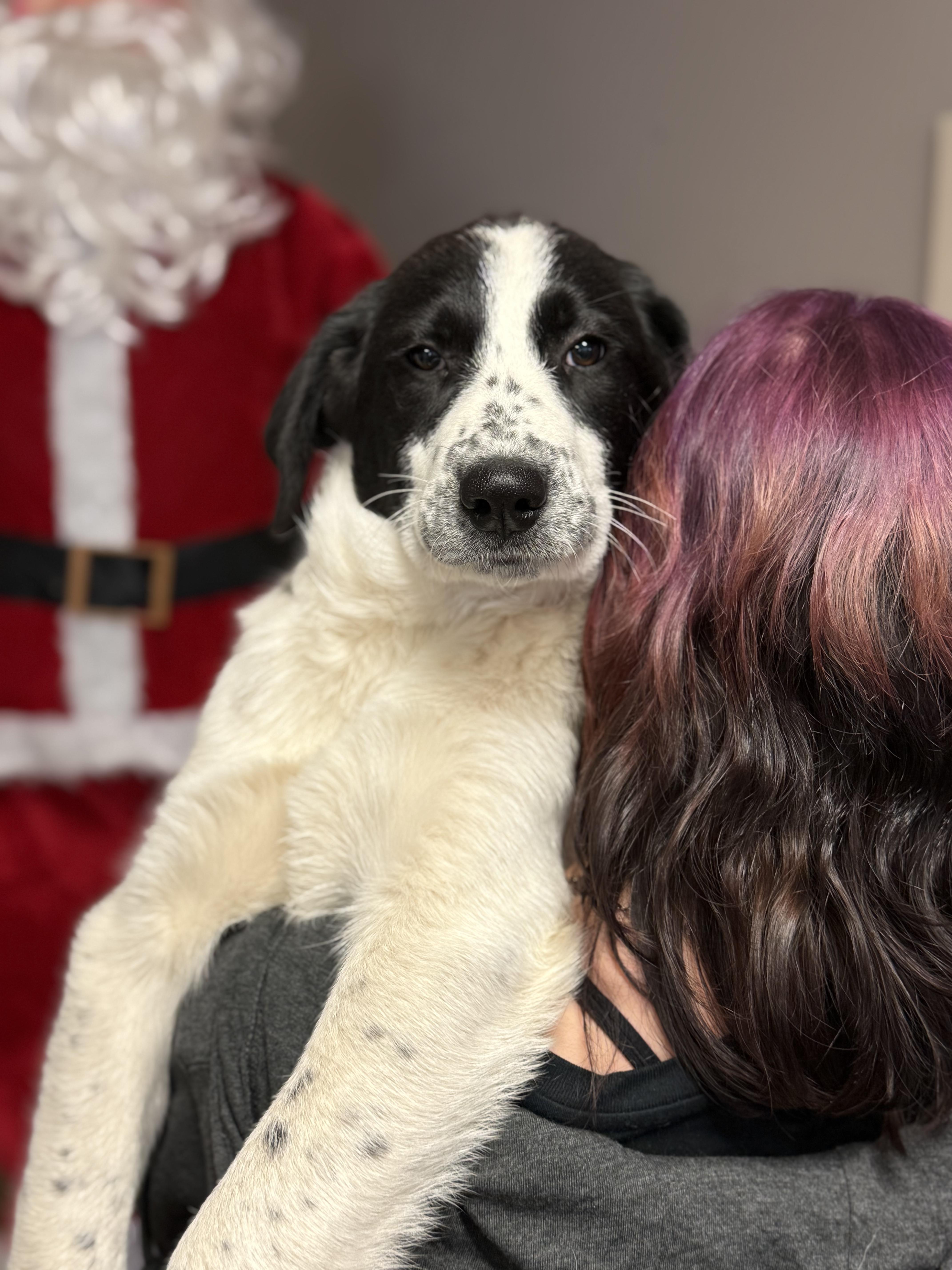 #1020-25 (Noelle), a Adoptable mixed breed in Brighton, CO image 1/5