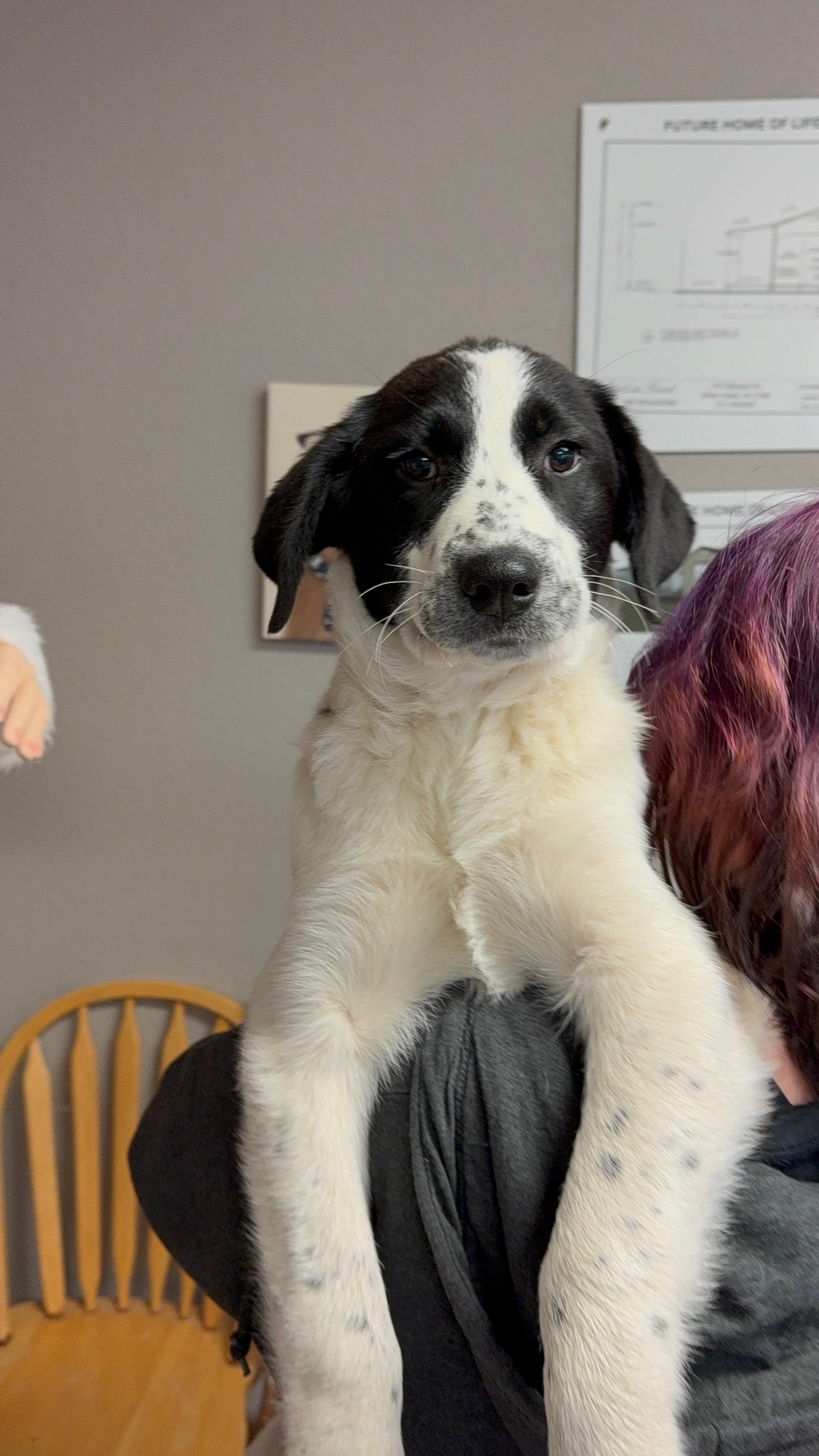 #1020-25 (Noelle), a Adoptable mixed breed in Brighton, CO image 2/5