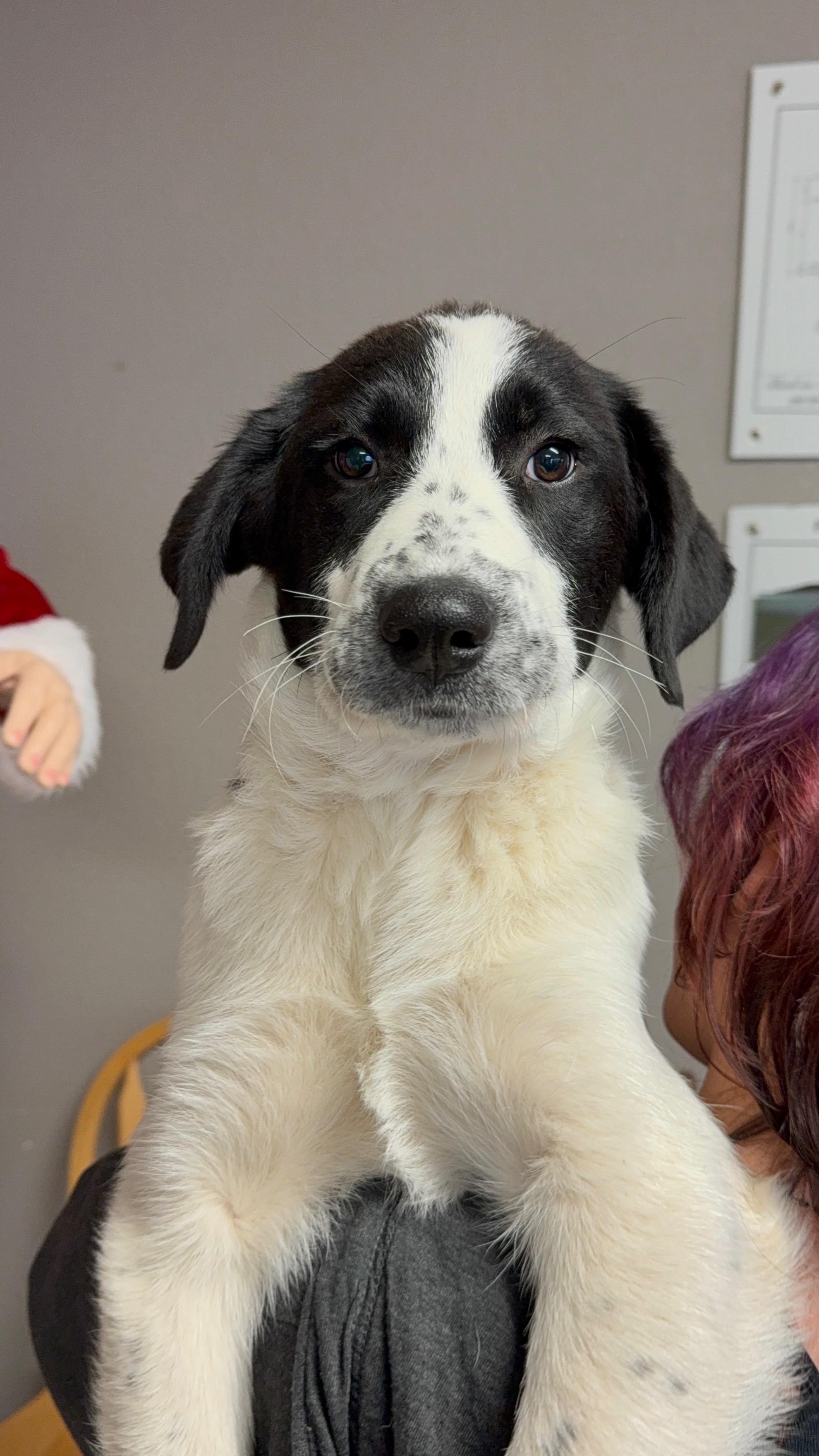 #1020-25 (Noelle), a Adoptable mixed breed in Brighton, CO image 3/5