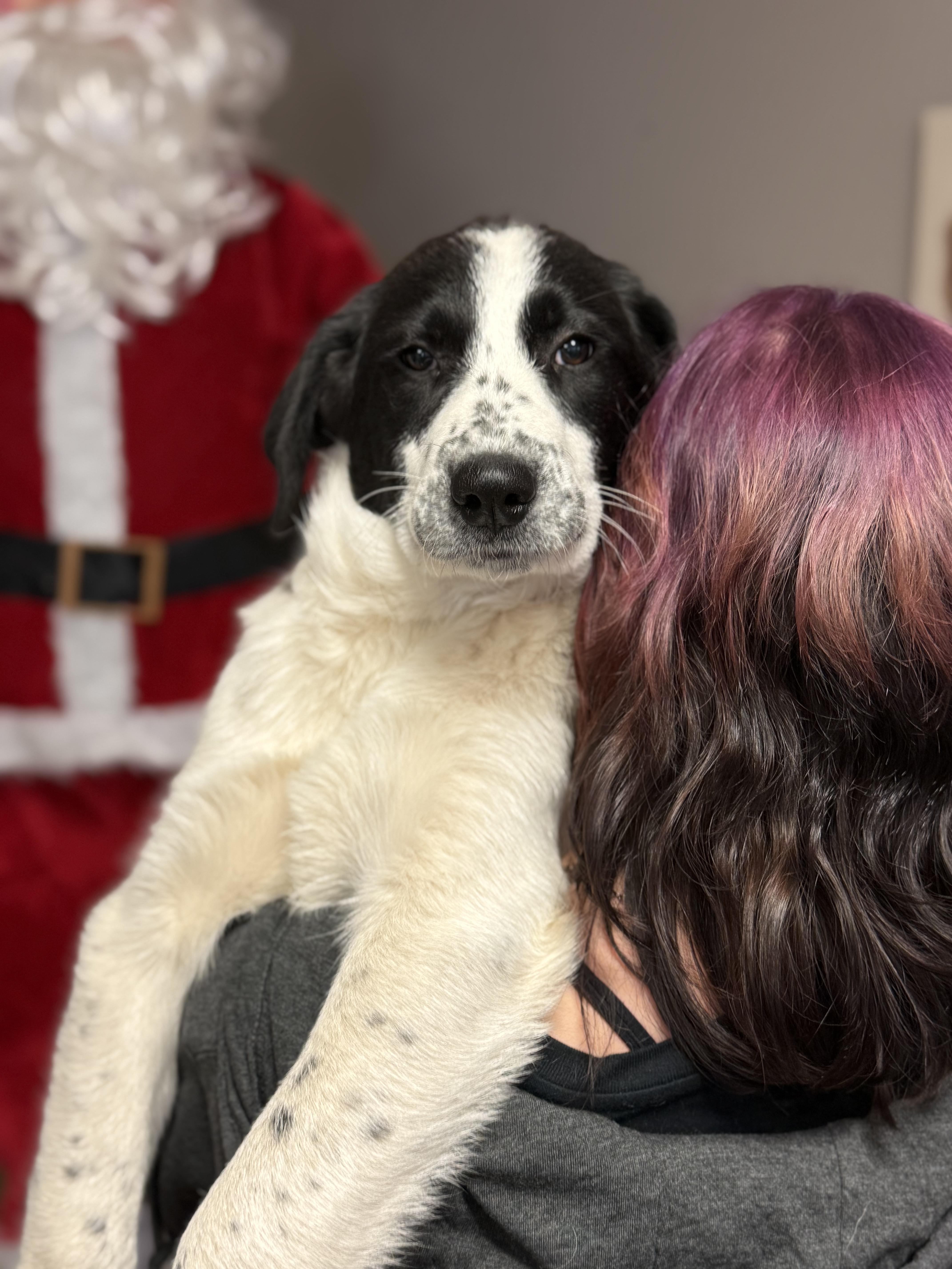 #1020-25 (Noelle), a Adoptable mixed breed in Brighton, CO image 4/5