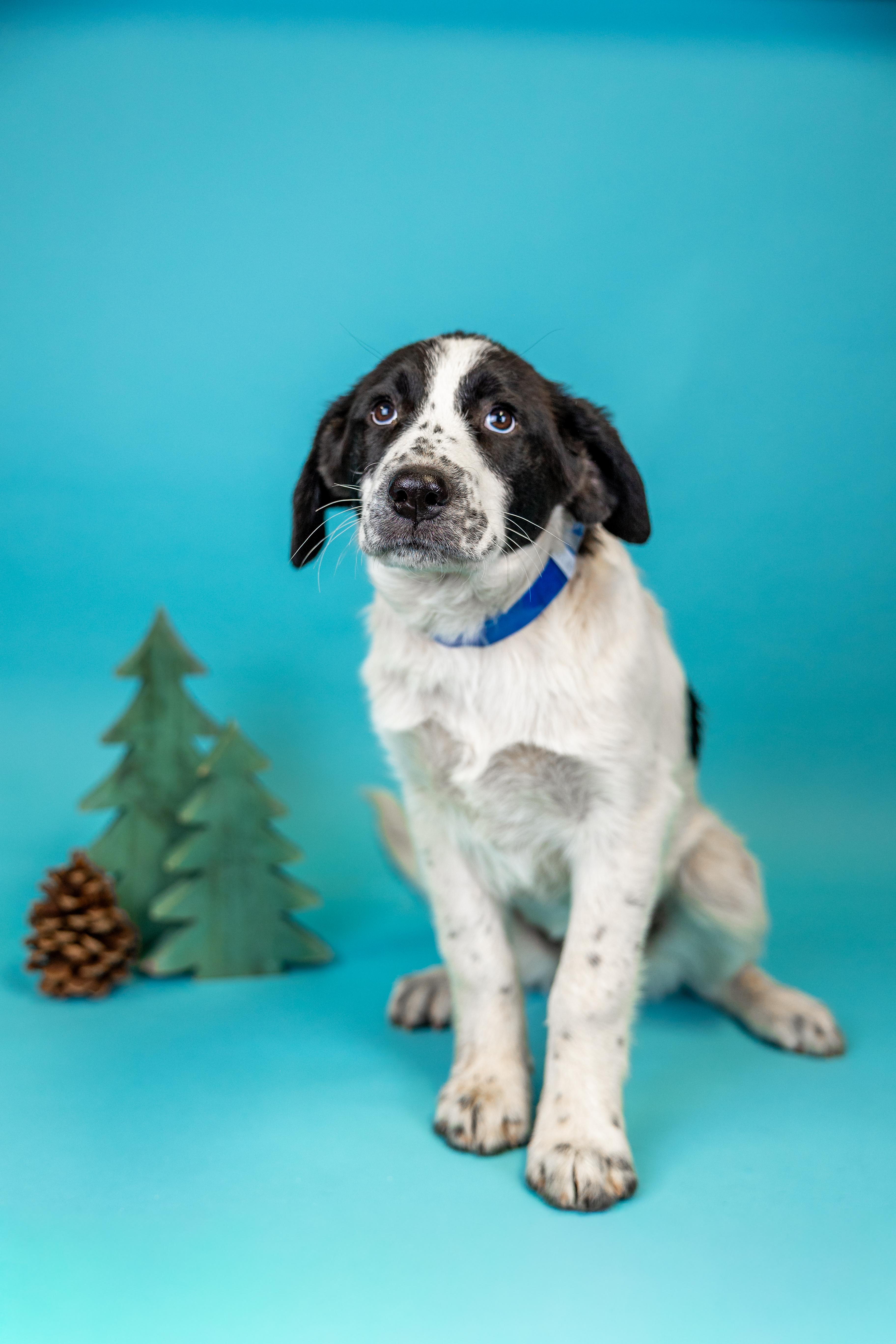 #1020-25 (Noelle), a Adoptable mixed breed in Brighton, CO image 5/5