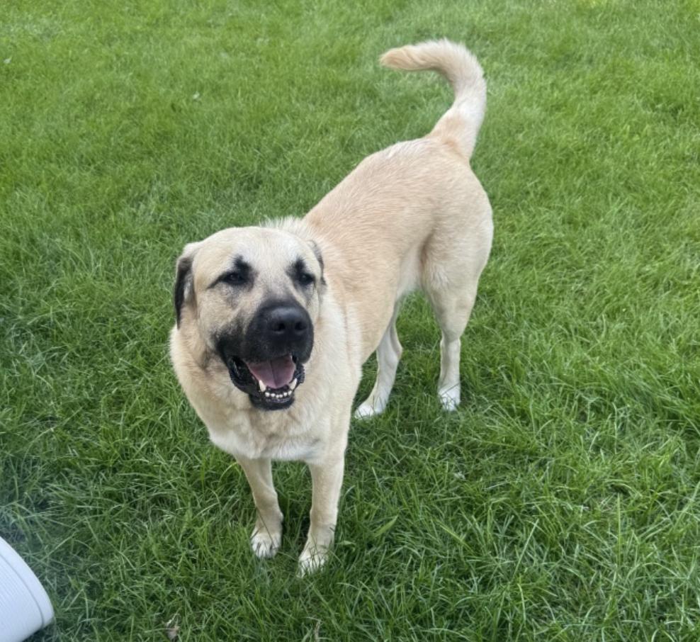 Enlarge Chloe, a Adoptable mixed breed in Plainfield, IL image 4/6