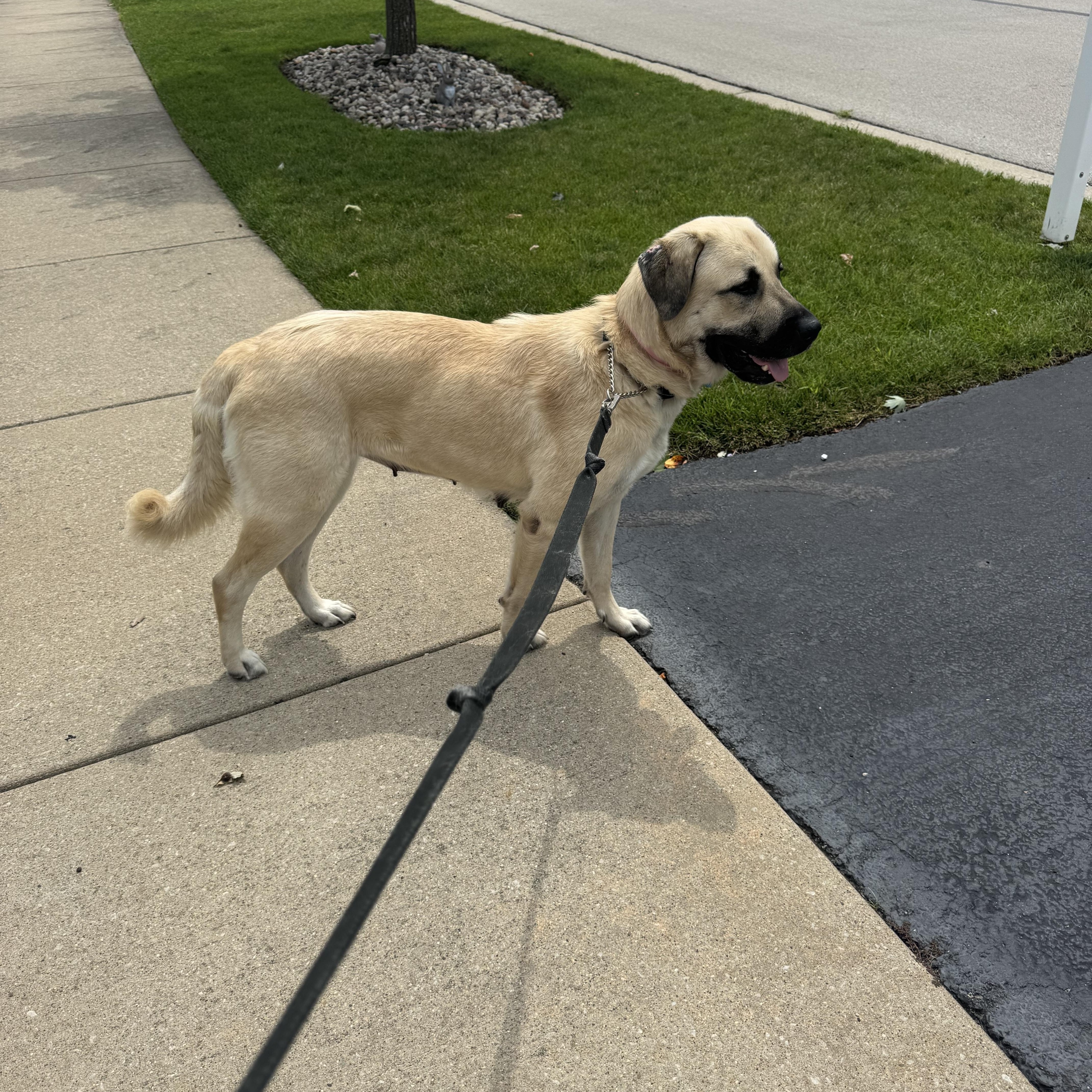 Enlarge Chloe, a Adoptable mixed breed in Plainfield, IL image 5/6