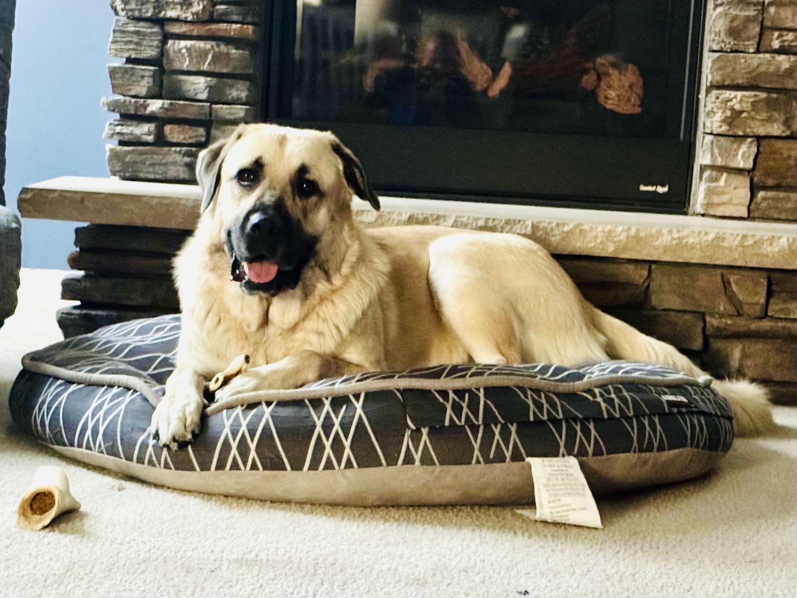 Chloe, Adoptable, Young Female Great Pyrenees & Anatolian Shepherd.