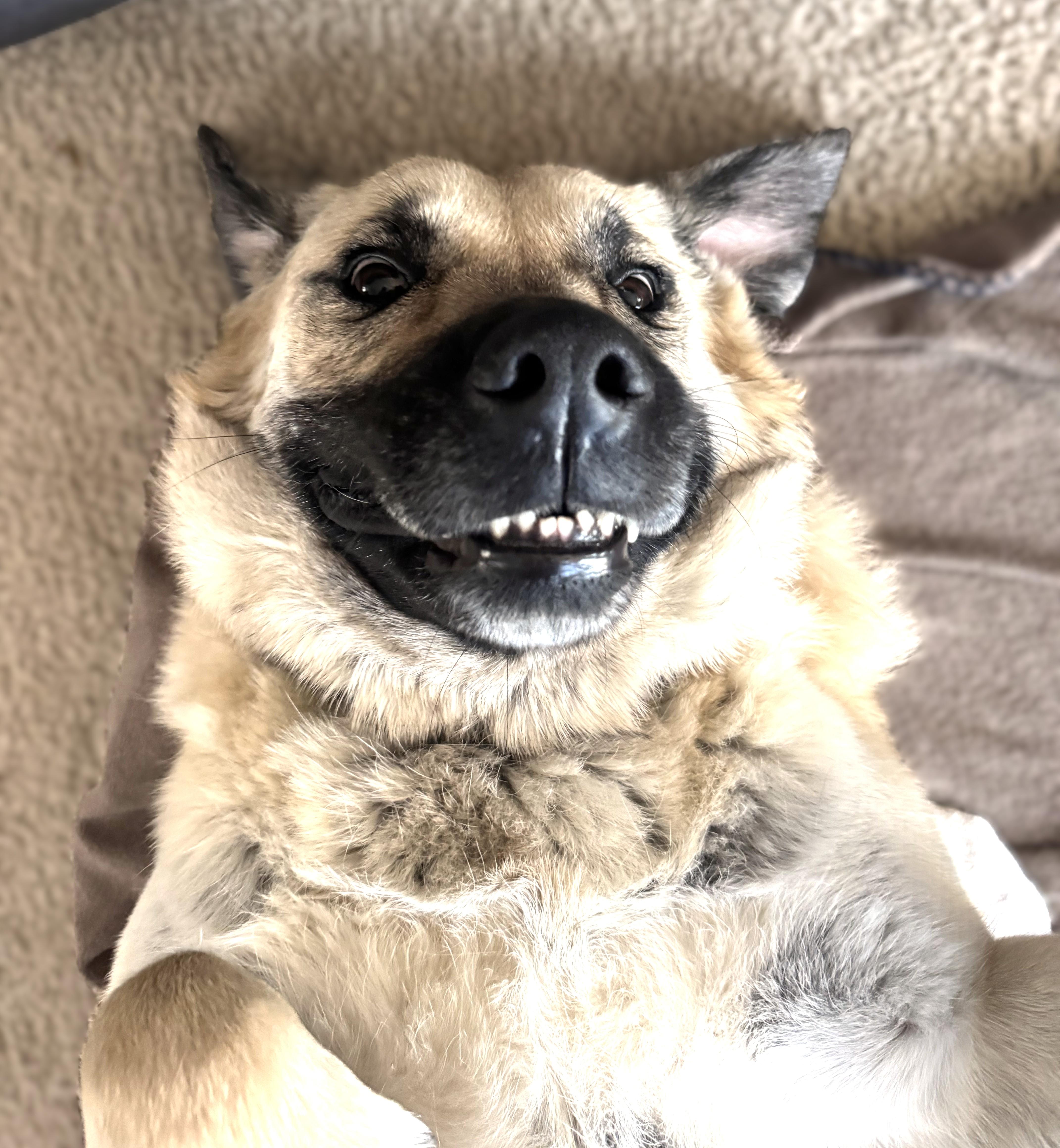 Enlarge Chloe, a Adoptable mixed breed in Plainfield, IL image 3/6