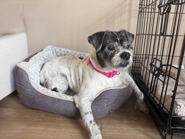 Spotty, Adoptable, Senior Male Terrier.