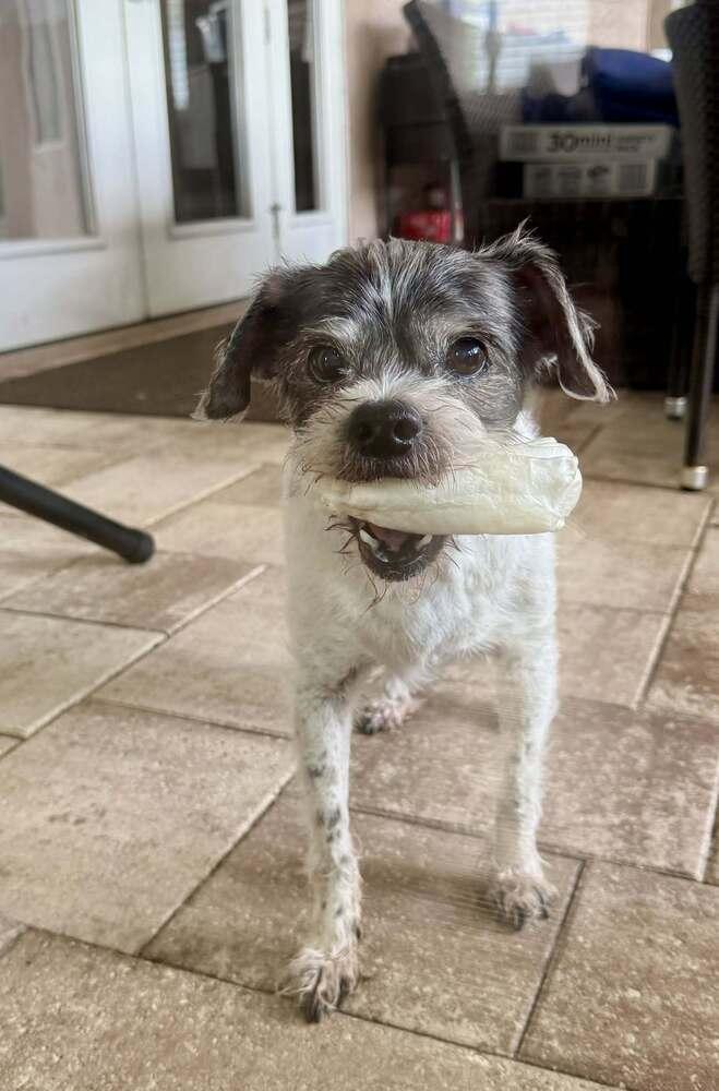 Enlarge Spotty, a Adoptable mixed breed in Winter Garden, FL image 2/5