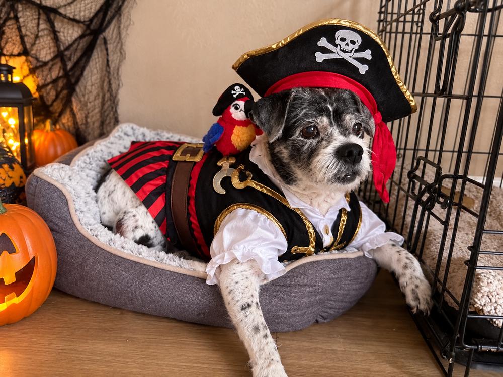 Enlarge Spotty, a Adoptable mixed breed in Winter Garden, FL image 3/6
