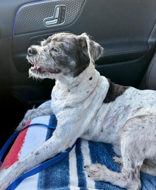 Spotty, Adoptable, Senior Male Terrier.