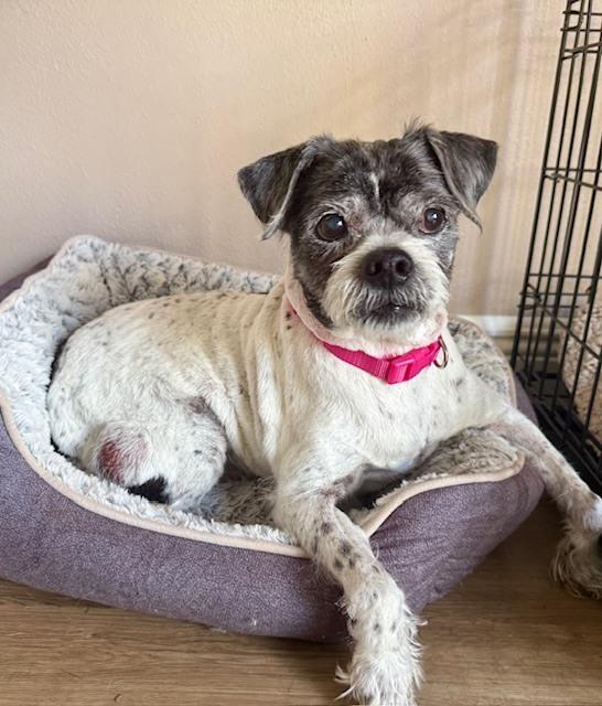 Enlarge Spotty, a Adoptable mixed breed in Winter Garden, FL image 3/4