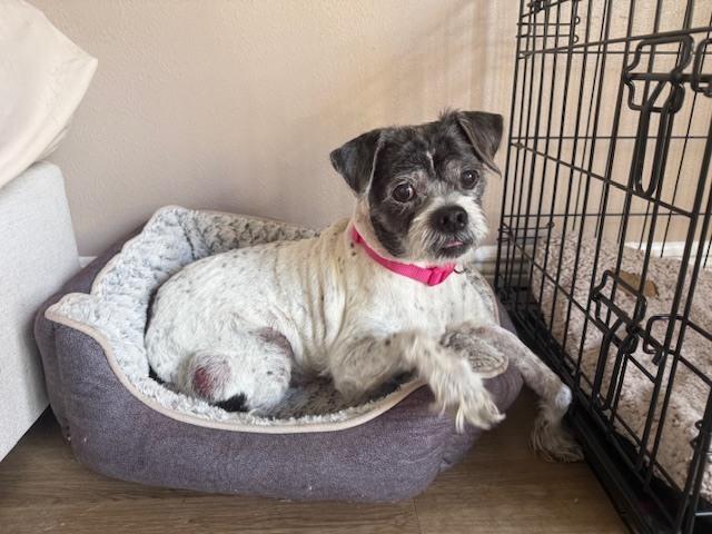 Enlarge Spotty, a Adoptable mixed breed in Winter Garden, FL image 4/4