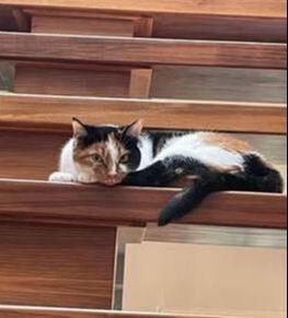 Enlarge Luna, a Adoptable mixed breed in Mississauga, ON image 2/4