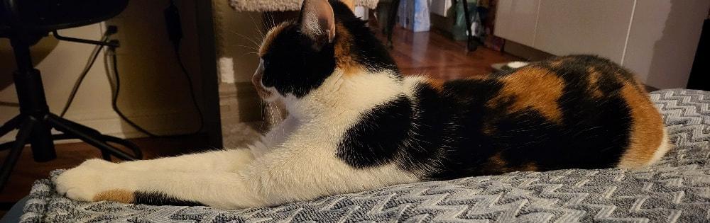 Enlarge Luna, a Adoptable mixed breed in Mississauga, ON image 3/4