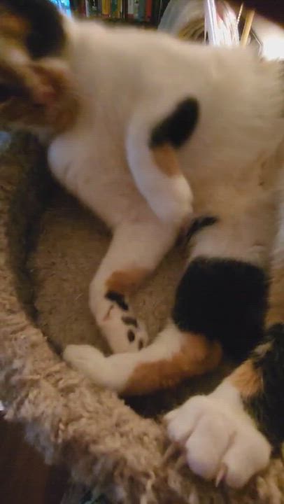 Enlarge Luna, a Adoptable mixed breed in Mississauga, ON video 4/4