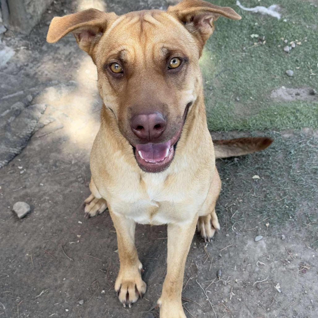 Breezy, a Adoptable mixed breed in Turlock, CA image 1/6