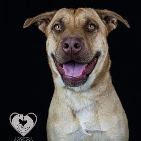 Breezy, a Adoptable mixed breed in Turlock, CA image 2/6