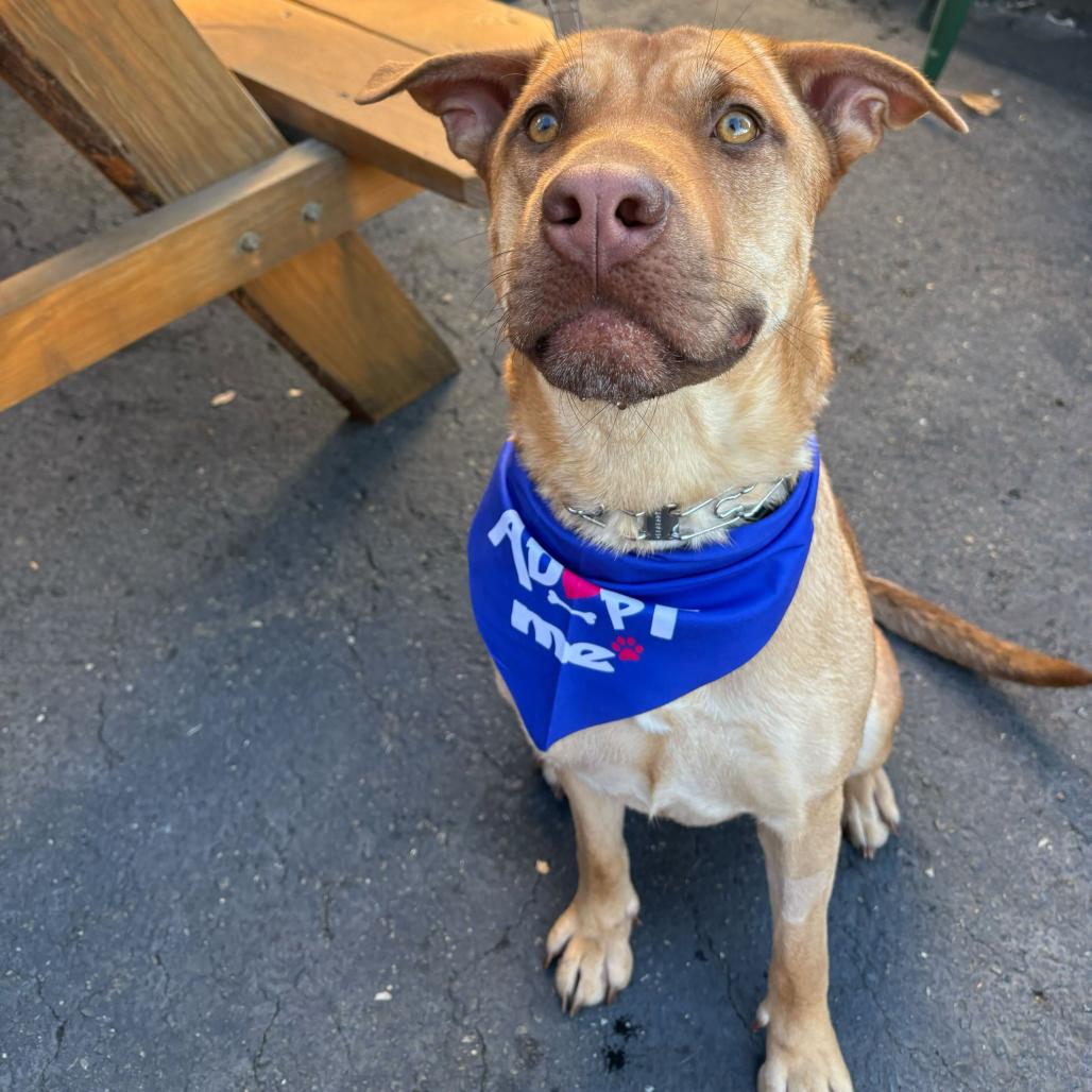 Breezy, a Adoptable mixed breed in Turlock, CA image 3/6