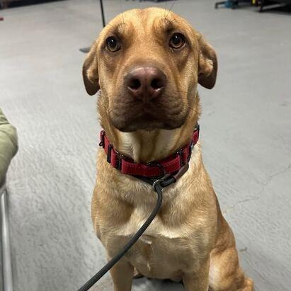 Breezy, a Adoptable mixed breed in Turlock, CA image 4/6