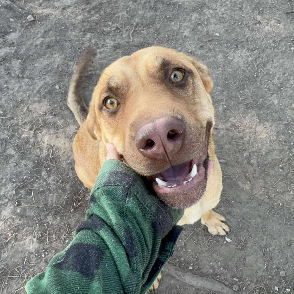 Breezy, a Adoptable mixed breed in Turlock, CA image 5/6