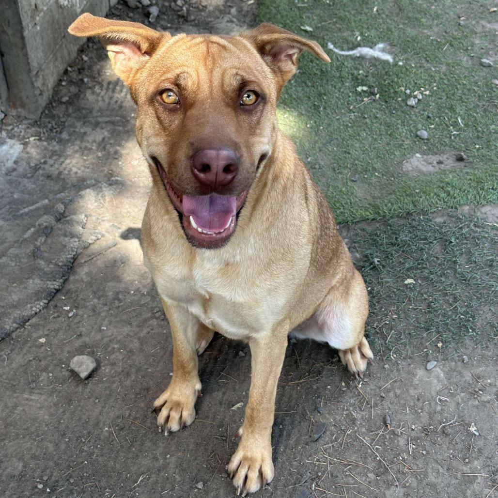 Breezy, a Adoptable mixed breed in Turlock, CA image 6/6