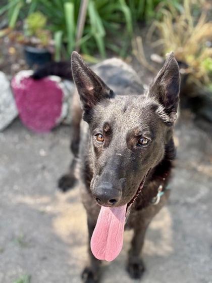 Enlarge SUSAN, a Adoptable mixed breed in Alameda, CA image 1/1