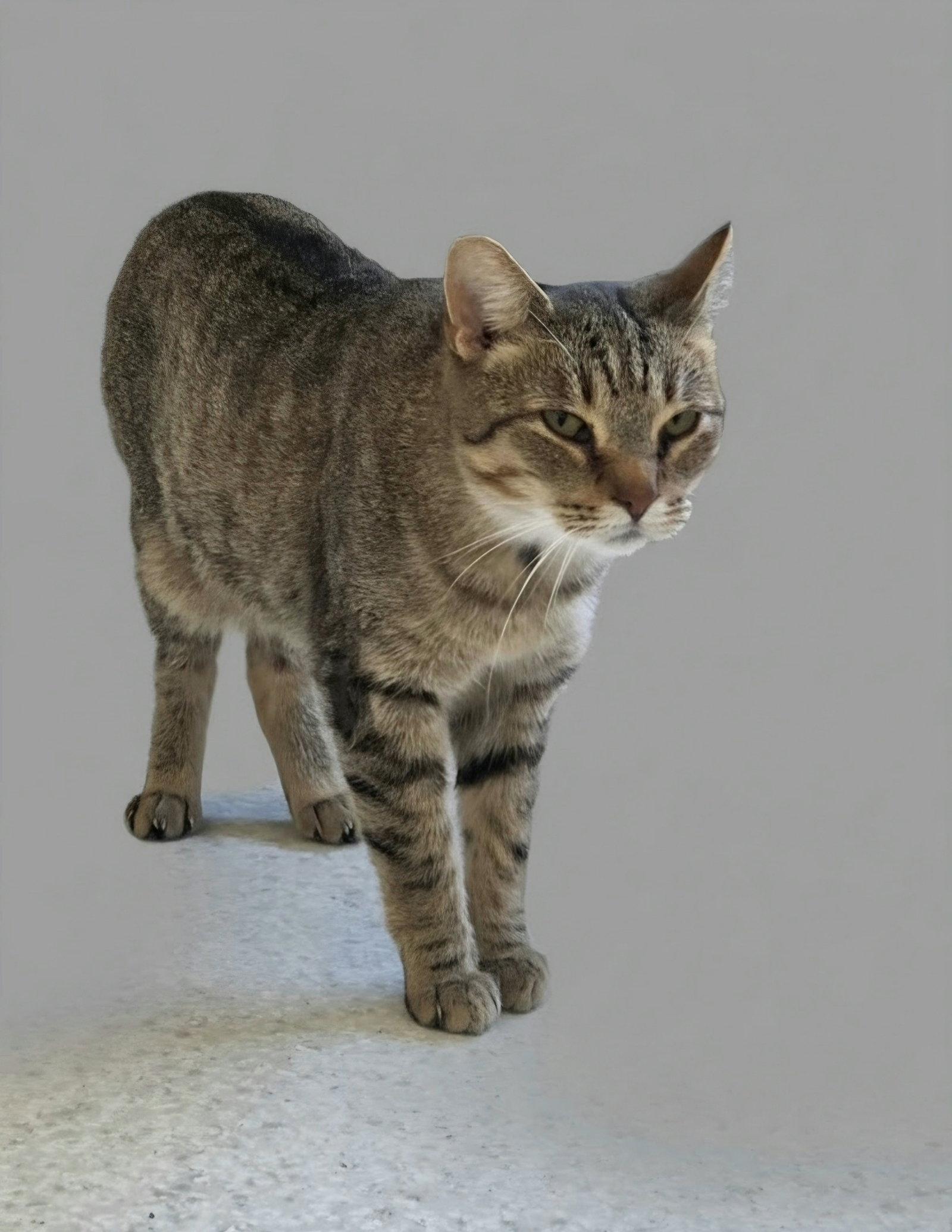 Enlarge Vern (bonded with Millie), a Adoptable Domestic Short Hair in Montello, WI image 1/3