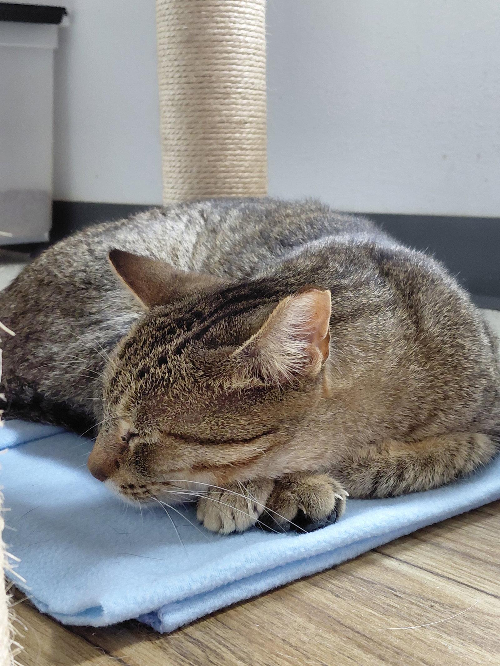 Enlarge Vern (bonded with Millie), a Adoptable Domestic Short Hair in Montello, WI image 2/3