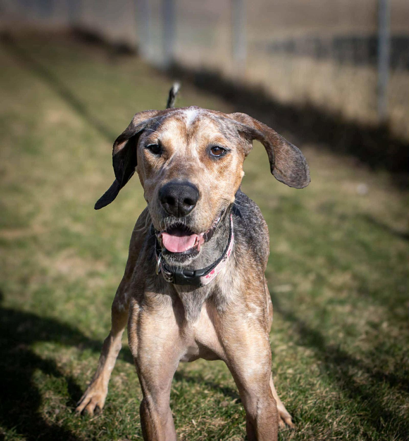 River, Adoptable, Adult Female Bluetick Coonhound & Great Dane.