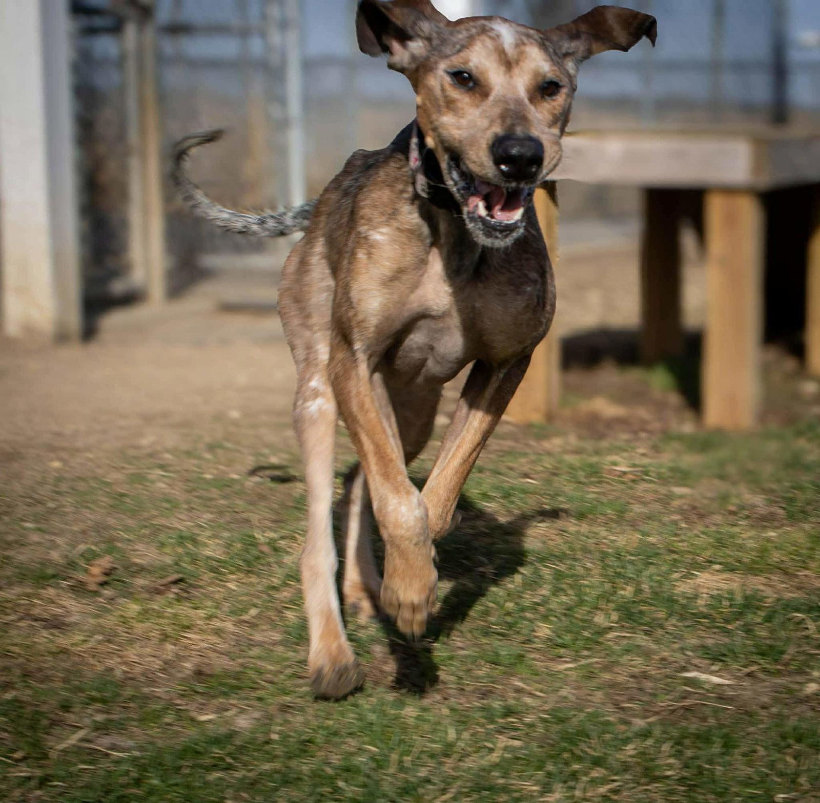 Enlarge River, a Adoptable mixed breed in Austin, MN image 2/3