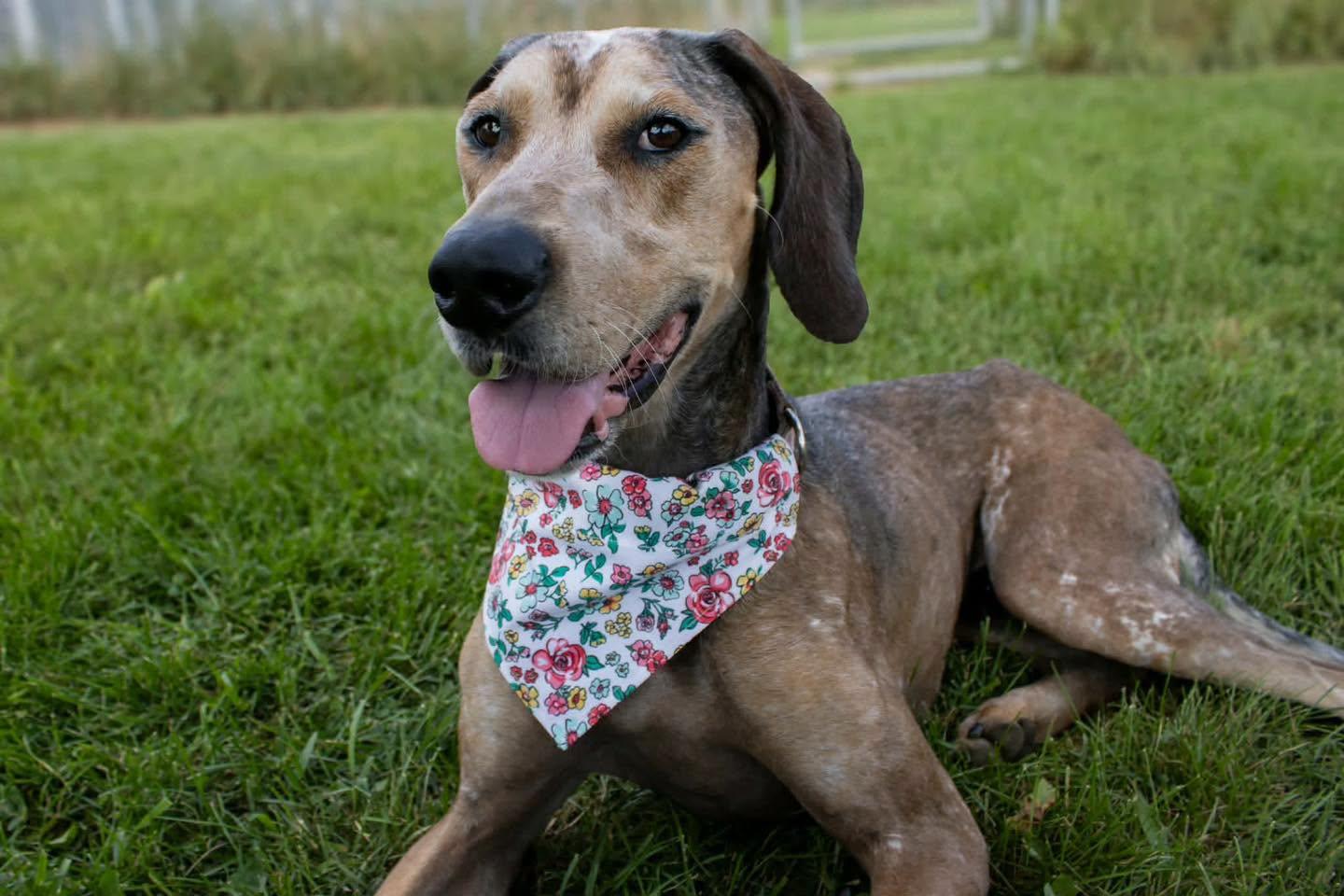 Enlarge River, a Adoptable mixed breed in Austin, MN image 3/3