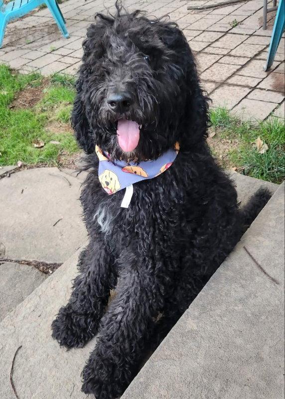 Luigi *Adoption Pending*, Adopted, Young Male Standard Poodle.