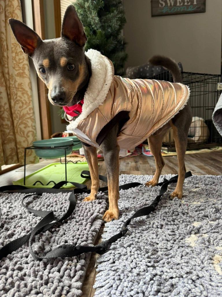 Enlarge Burlebo, a Adoptable mixed breed in Fond Du Lac, WI image 1/6