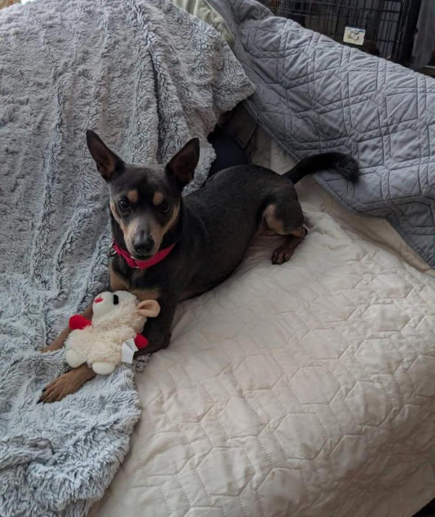 Enlarge Burlebo, a Adoptable mixed breed in Fond Du Lac, WI image 2/6